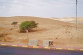 008-Пустыня Негев, зонтичная акация